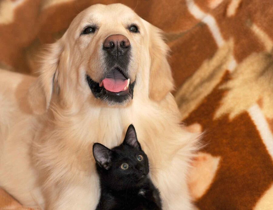 Cani e gatti contro il declino cognitivo negli over 50, i risultati di uno studio
