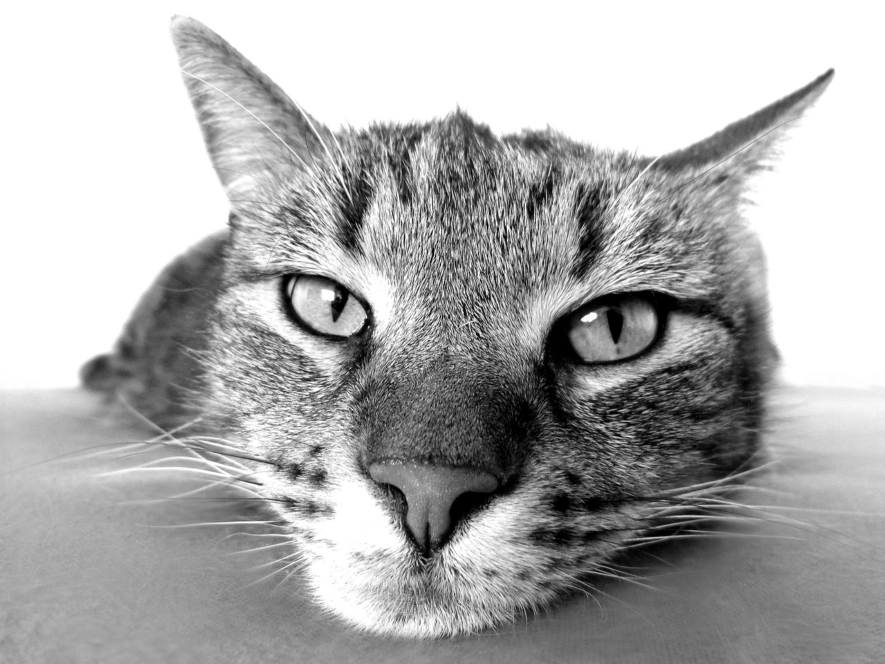 Gatto curioso
