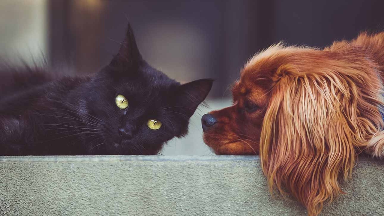 cani gatti declino cognitivo