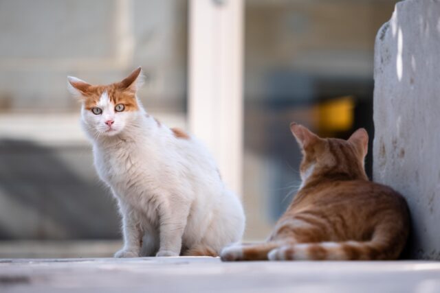 Cani e gatti, guida di sopravvivenza al caldo: come farli stare bene
