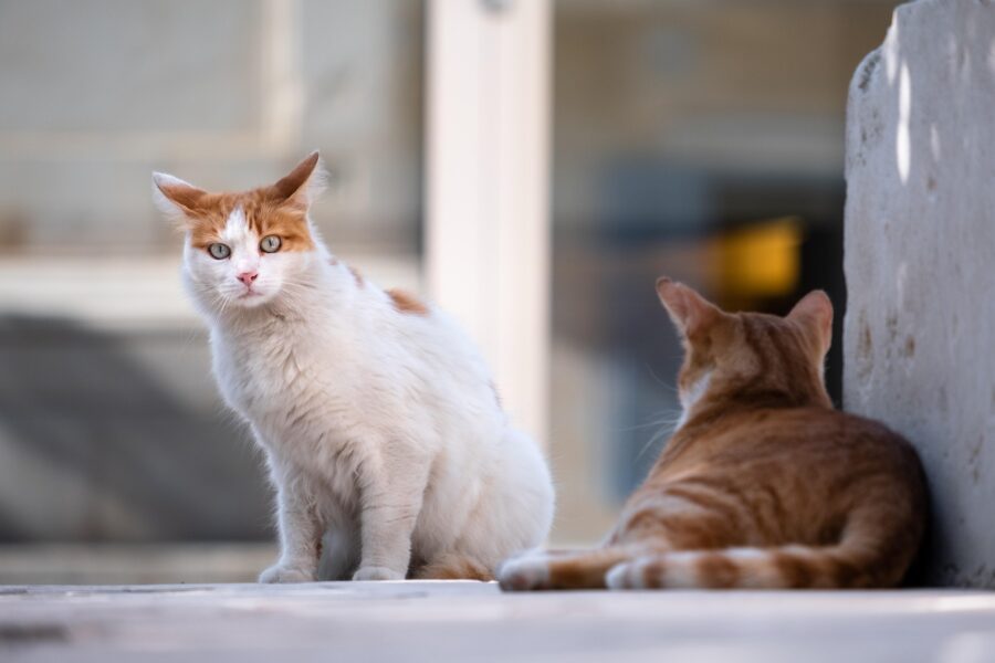 Cani e gatti, guida di sopravvivenza al caldo: come farli stare bene