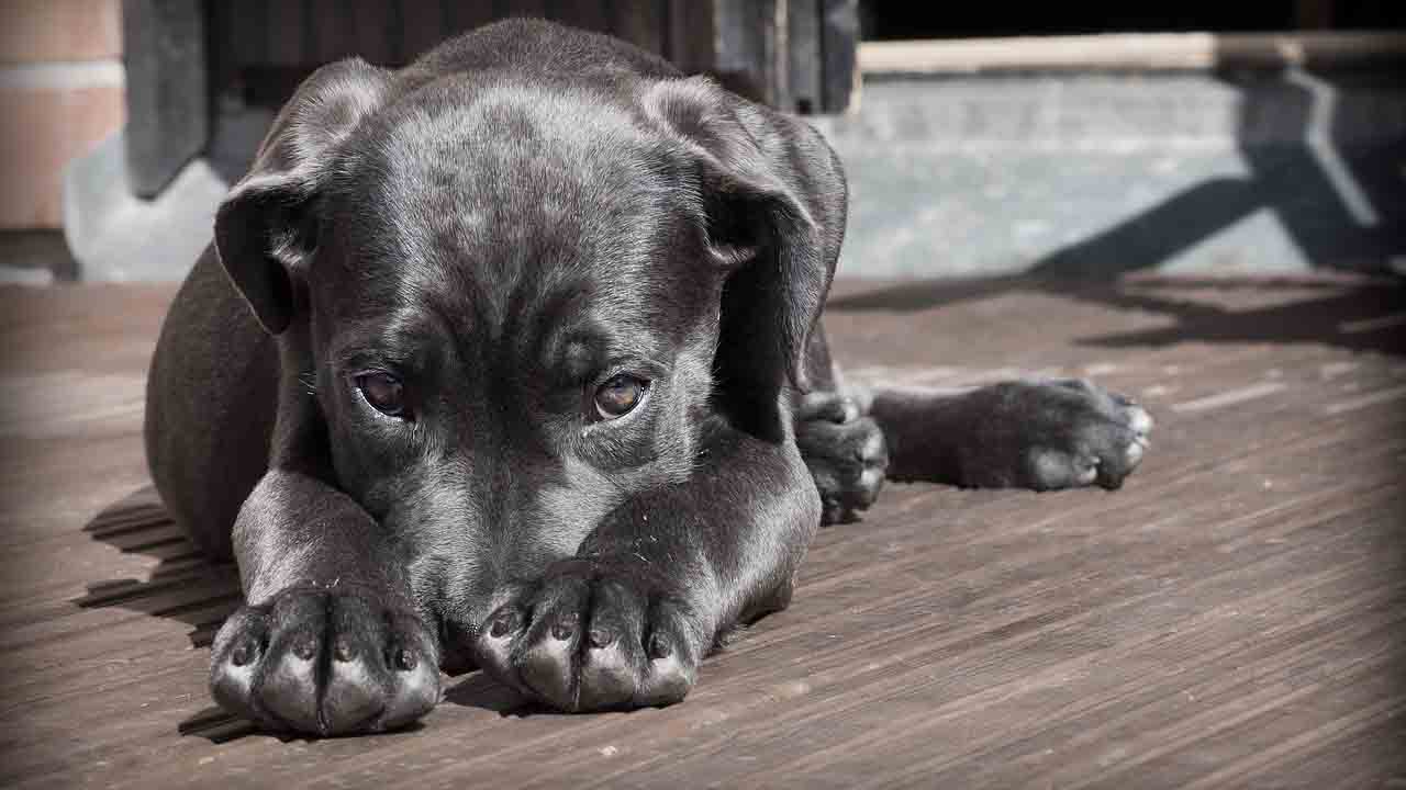 Cani e gatti maltrattati