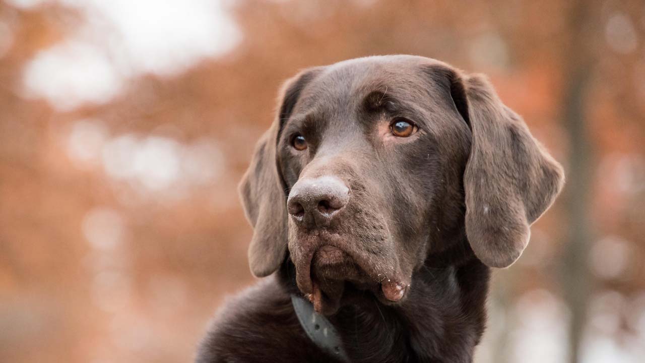 cani possono giudicare le persone