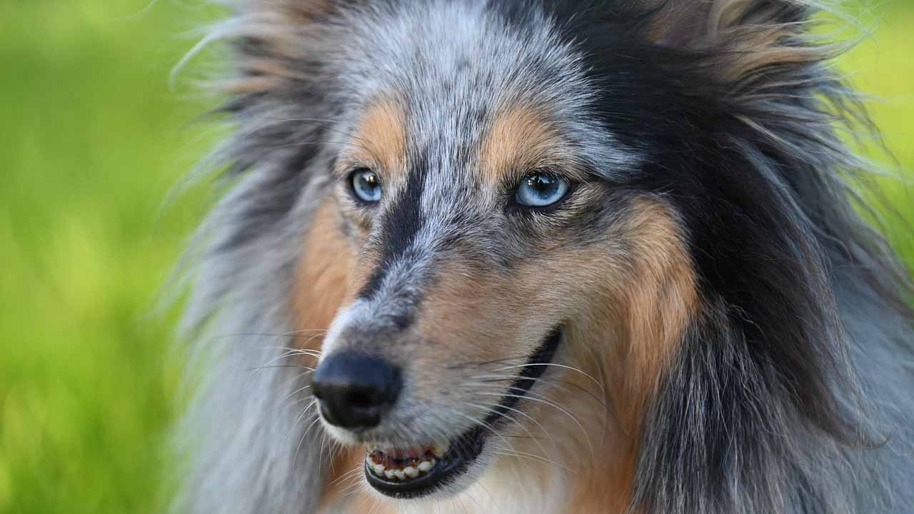 Cani rapiti