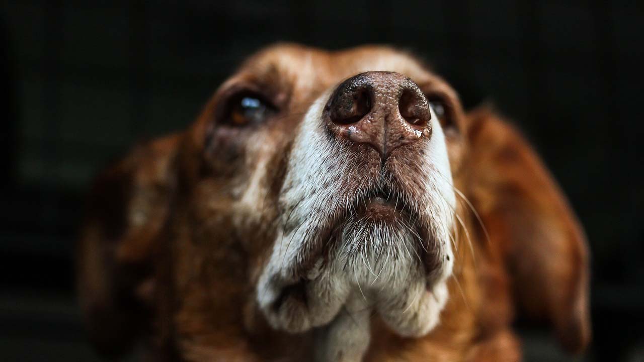 Cani rubati in Italia