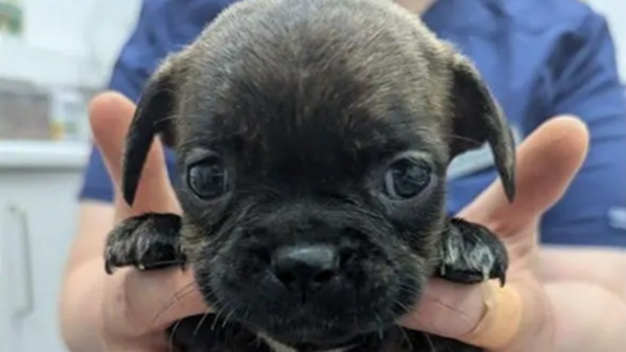 Cuccioli abbandonati sacco spazzatura