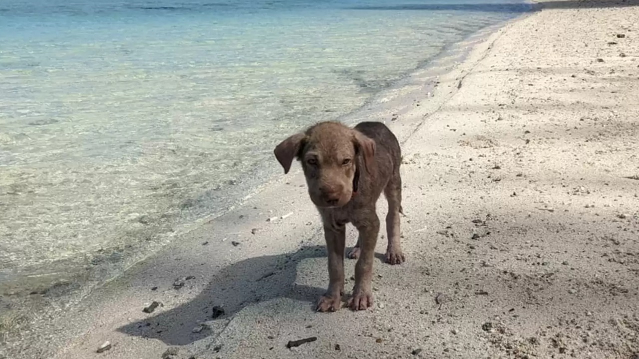 Cucciolo trovato spaventato e solo in spiaggia