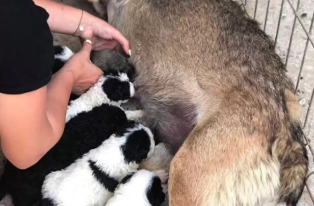 Mamma cane triste perché ha perso i cuccioli: un incontro le cambierà la vita