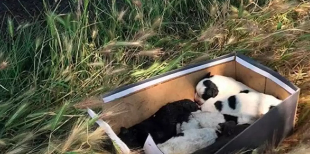 Cuccioli abbandonati