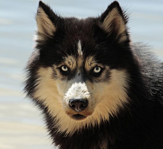 Patentino obbligatorio per alcune razze di cani in Lombardia: la proposta