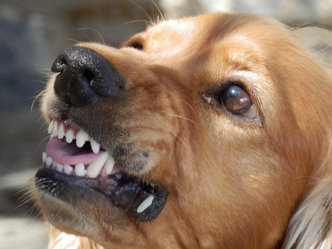 Cani pericolosi