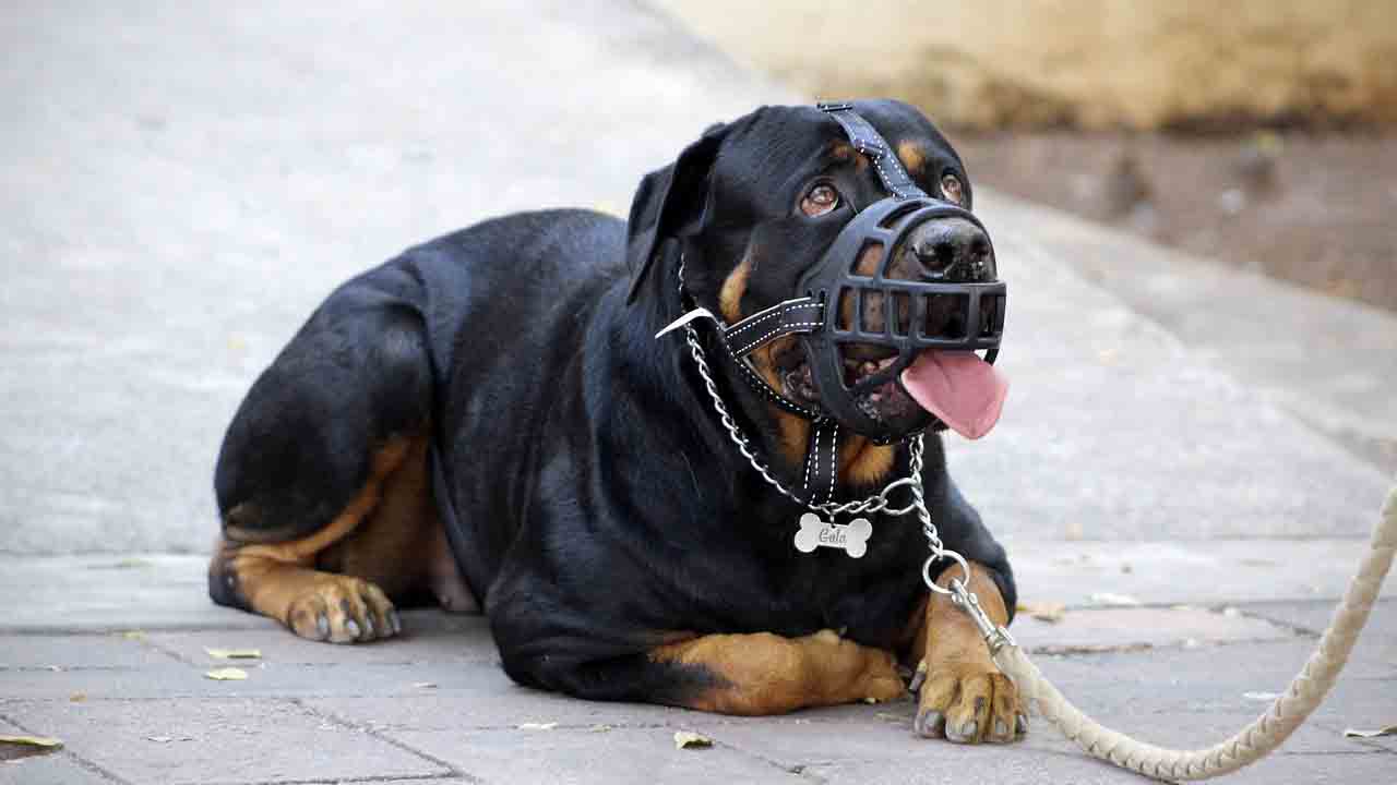 patentino obbligatorio ai proprietari di alcune razze di cani in Lombardia