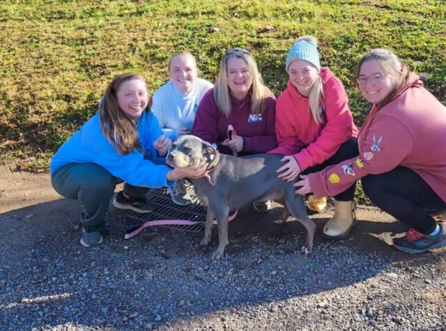 PitBull del rifugio indossa la bandana del cane defunto: donna scoppia in lacrime