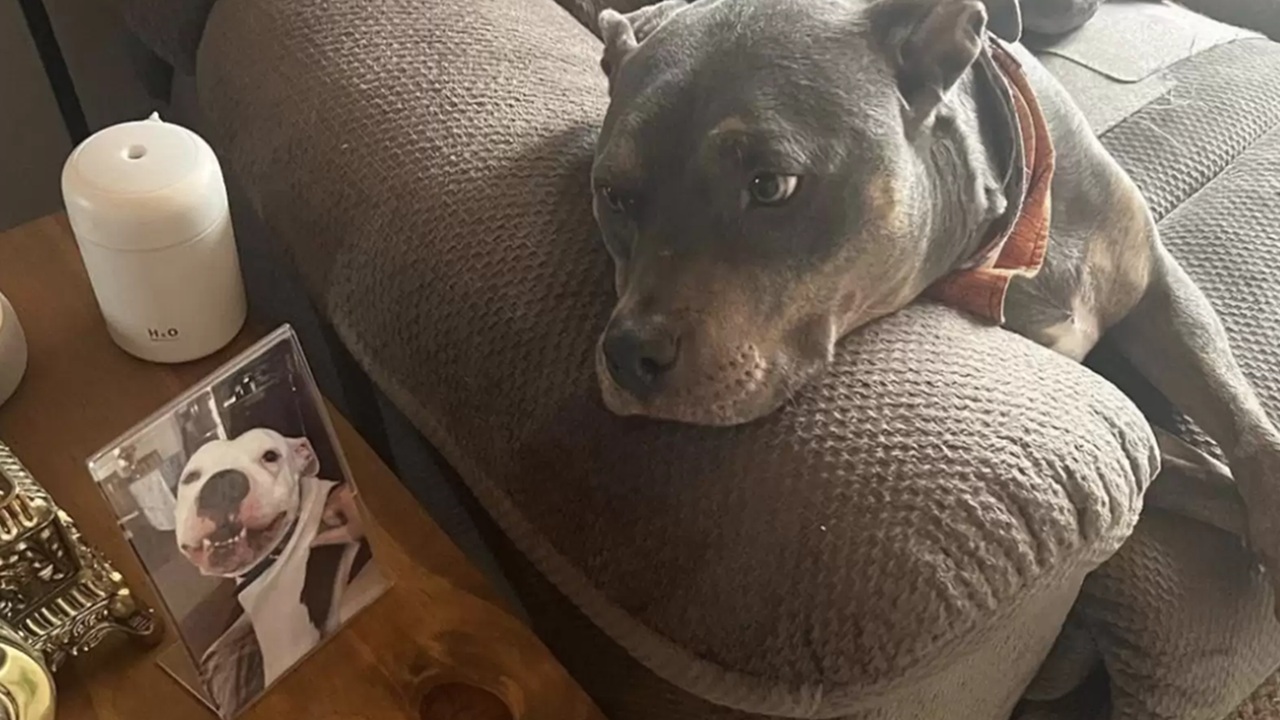 PitBull del rifugio indossa la bandana del cane defunto