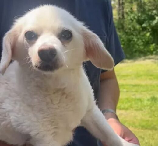 Per salvare il cane 15enne spendono il budget del matrimonio: “Elvis prima di tutto”