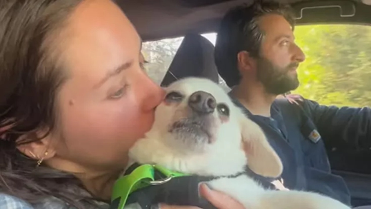 Per salvare il cane 15enne spendono il budget del matrimonio