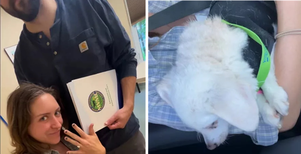 Sposi salvano il cane
