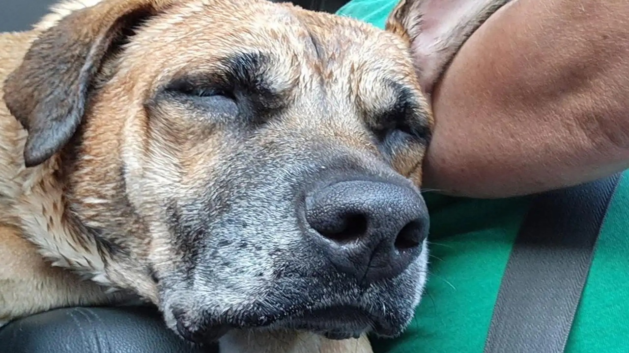 Cane con il proprietario