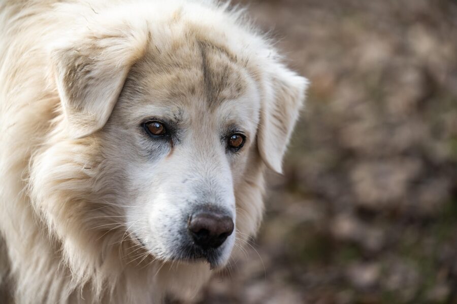 Aumentano i cani obesi: uno studio svela il perché