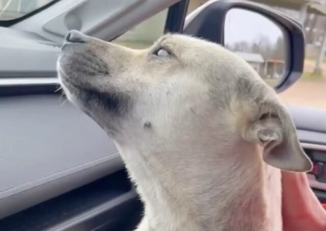 Cagnolina incinta salta sull’auto dalla portiera lasciata aperta