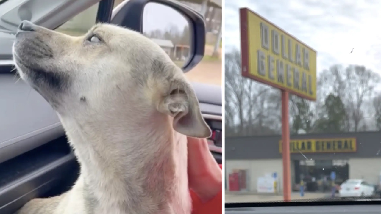 Cagnolina incinta in auto