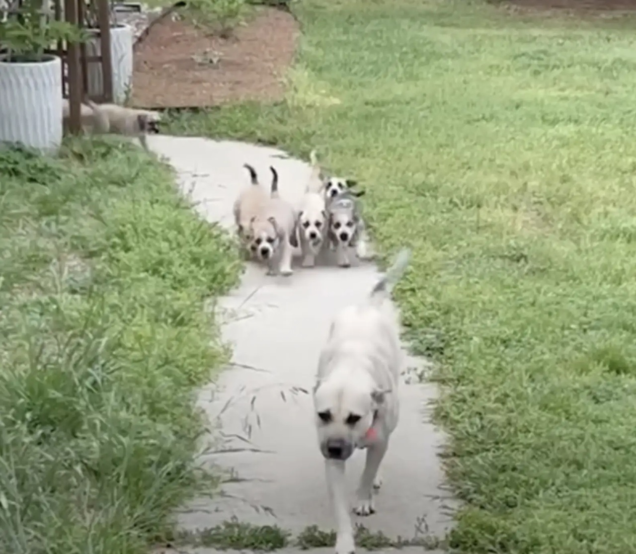 Cagnolina con i cuccioli