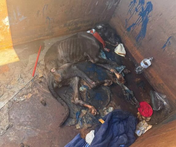Cane abbandonato in un cassonetto riesce a sopravvivere e rinascere