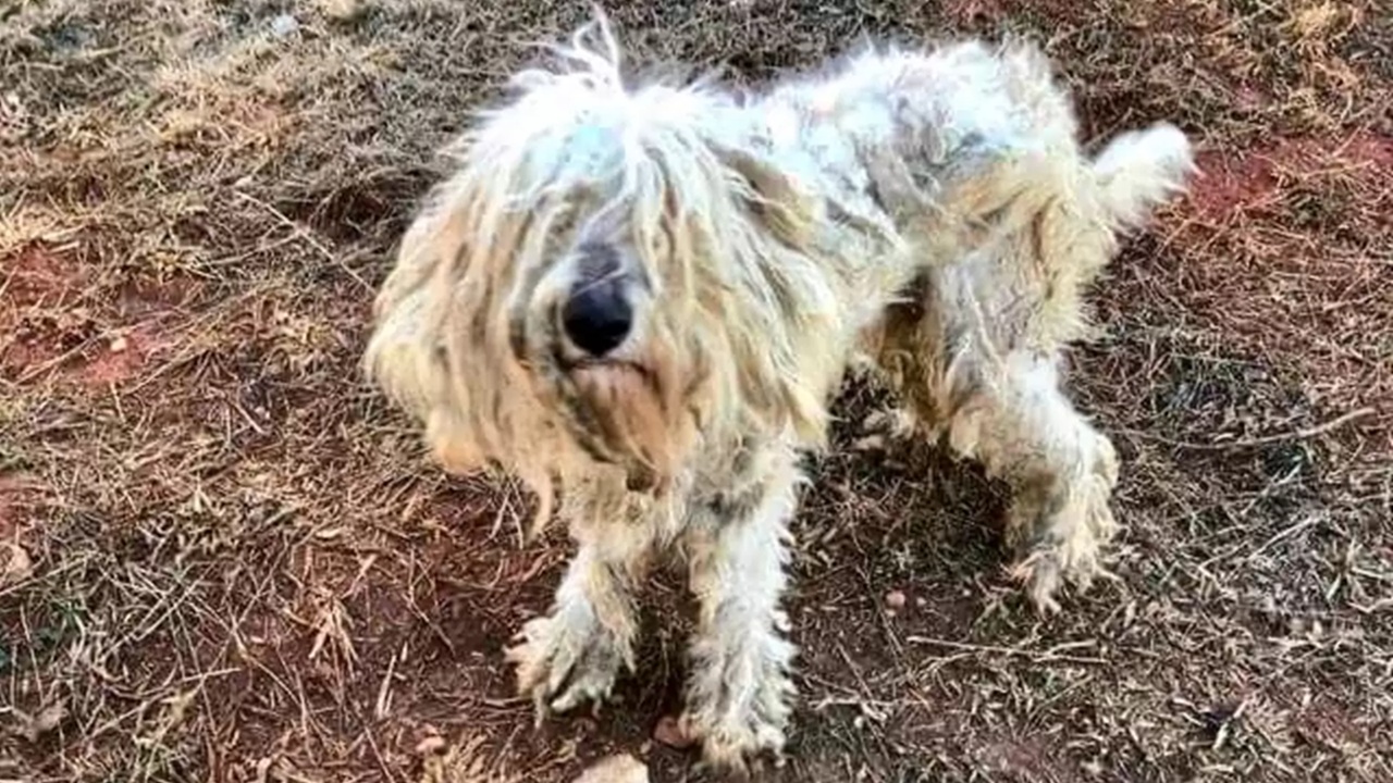 Cane affamato