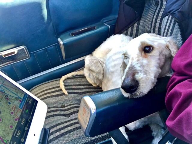 Il cane era così affamato da mangiare sassi e carta stagnola per sopravvivere
