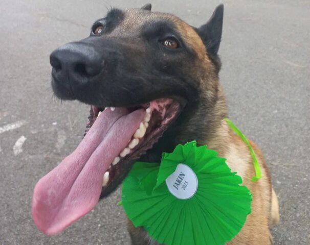 Cane difende il proprietario da un ladro e diventa un eroe