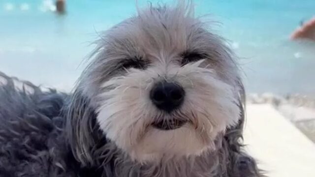 Cane in gita al mare: ecco come finisce la giornata in spiaggia