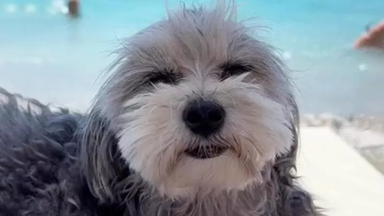 Cane in gita al mare