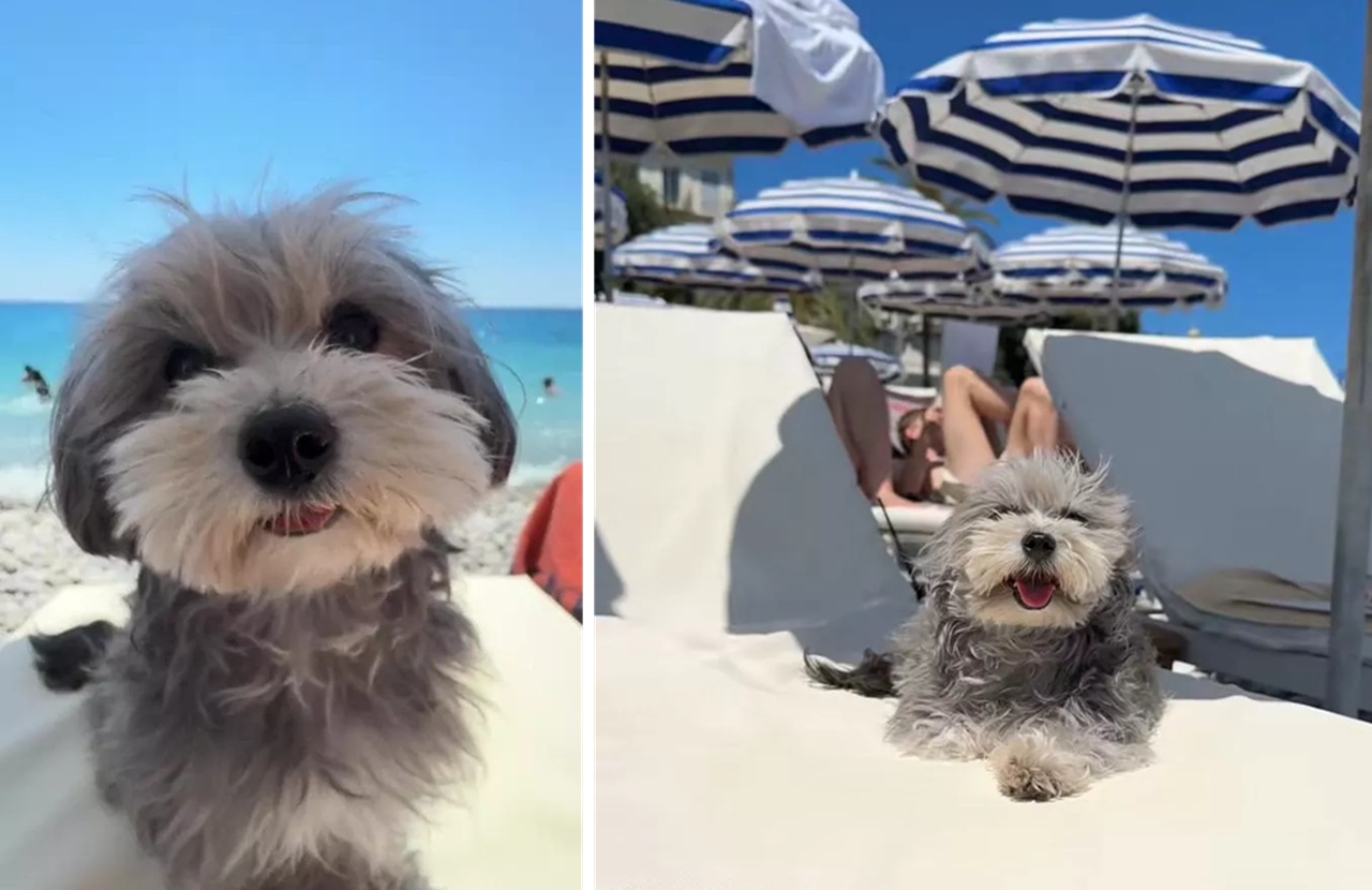 Cane in spiaggia