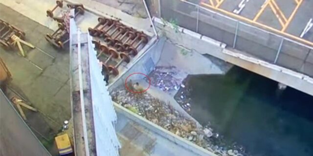 Cane intrappolato nel centro di riciclaggio: il salvataggio