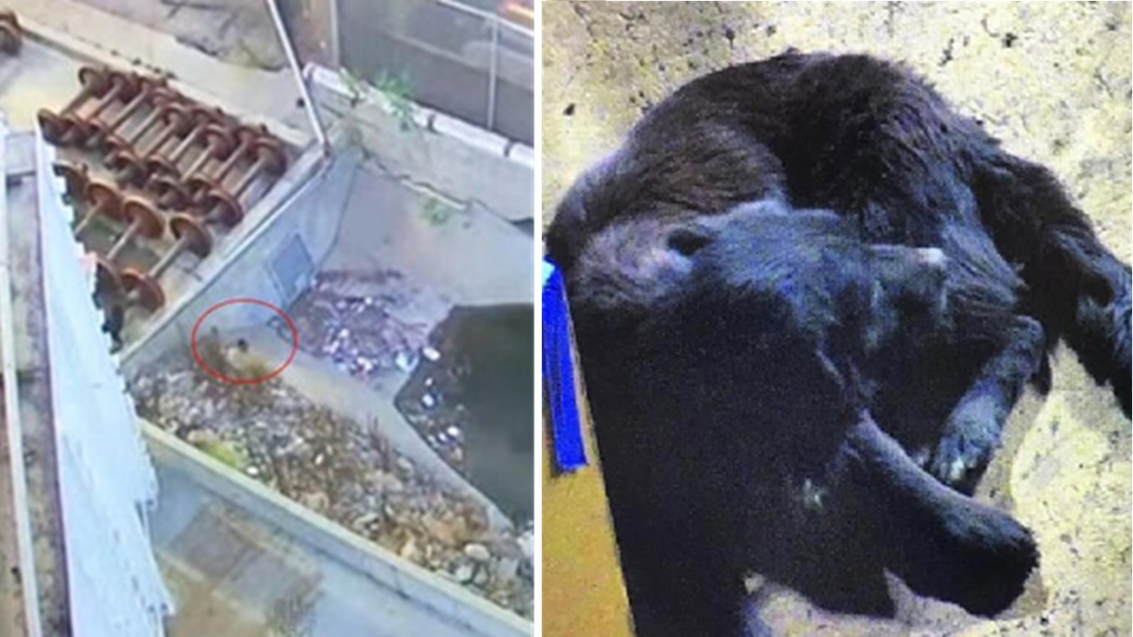 Cane intrappolato nel centro di riciclaggio