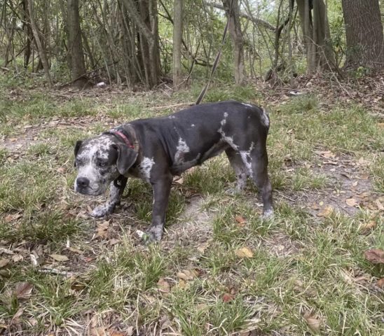 Cane legato dietro il cimitero: l’intervento dei soccorritori