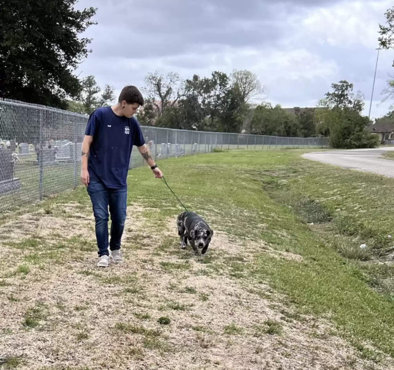 Cane in passeggiata
