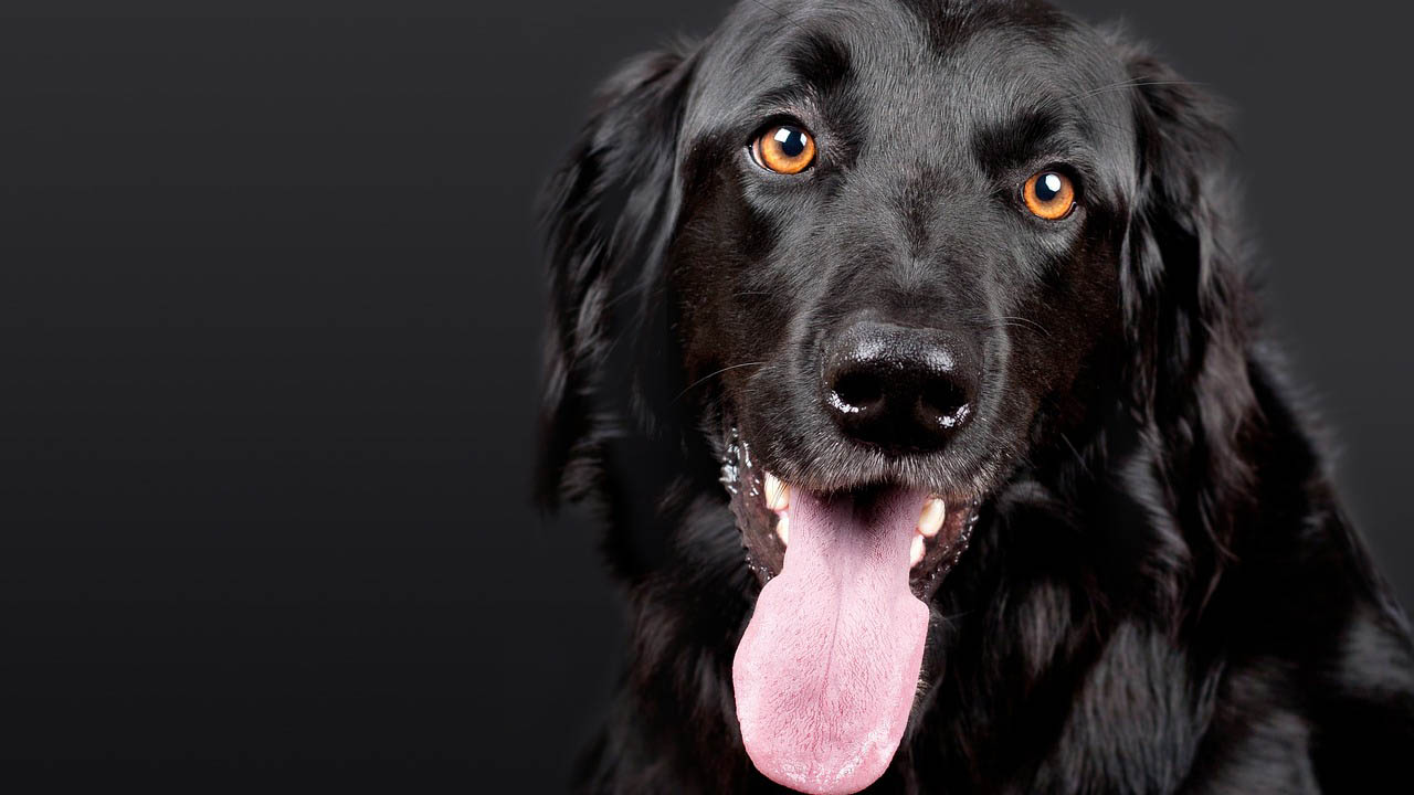cane sa riconoscere il cuore del proprietario donato a un'altra persona