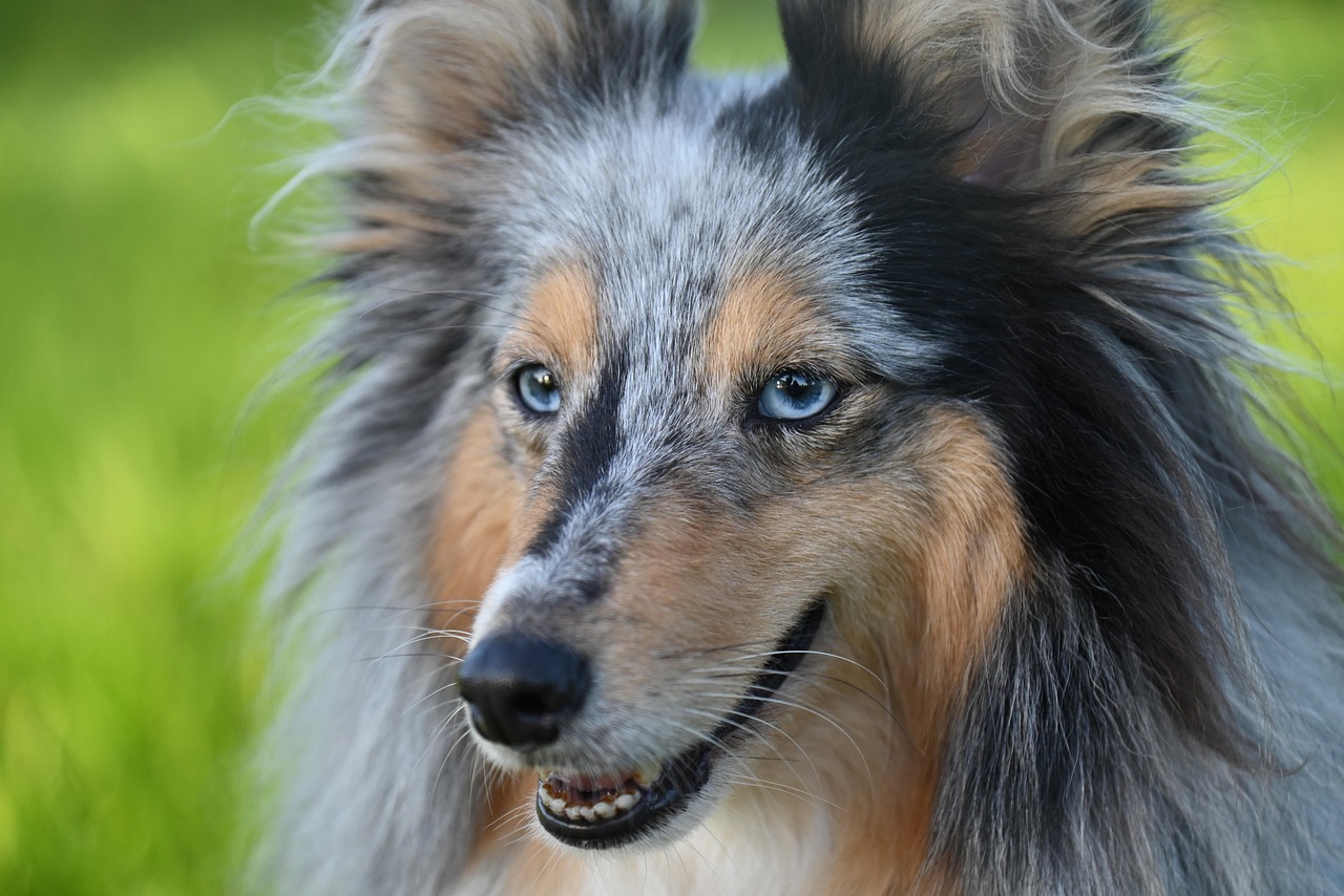 Olfatto del cane