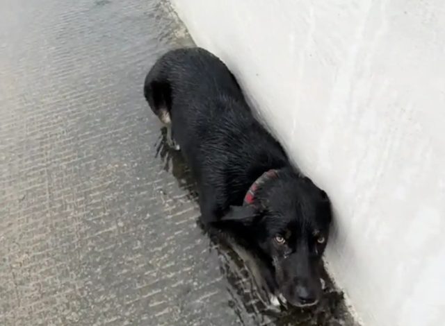 Cane scambiato per un sacco della spazzatura sul ciglio dell’autostrada