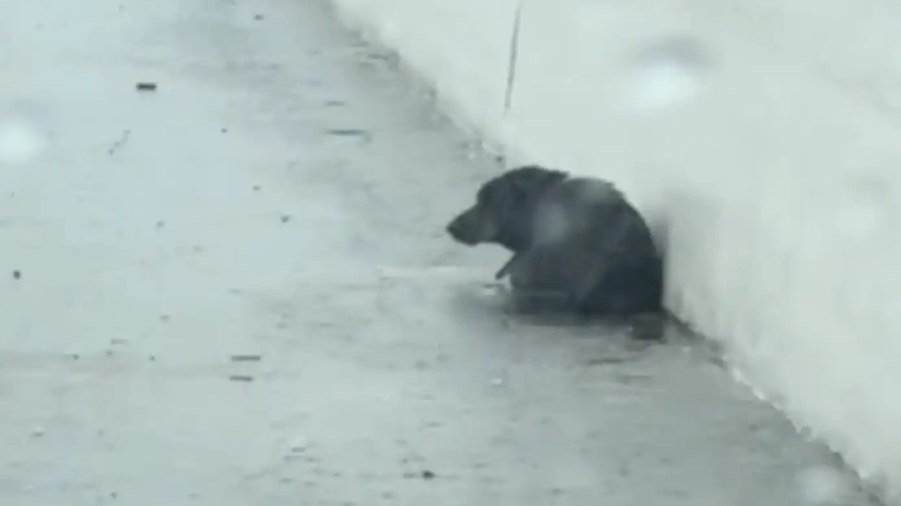 Cane scambiato per un sacco della spazzatura