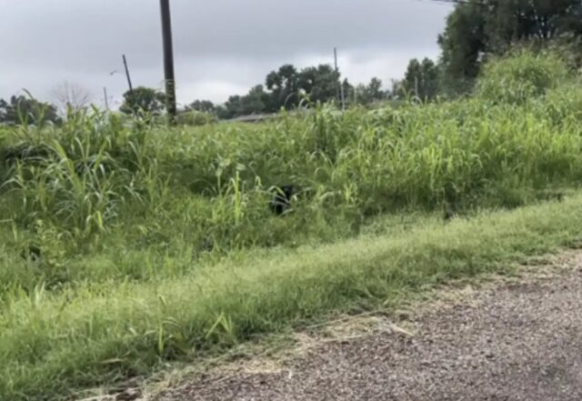 Cane trovato tremante vicino all’autostrada dai soccorritori