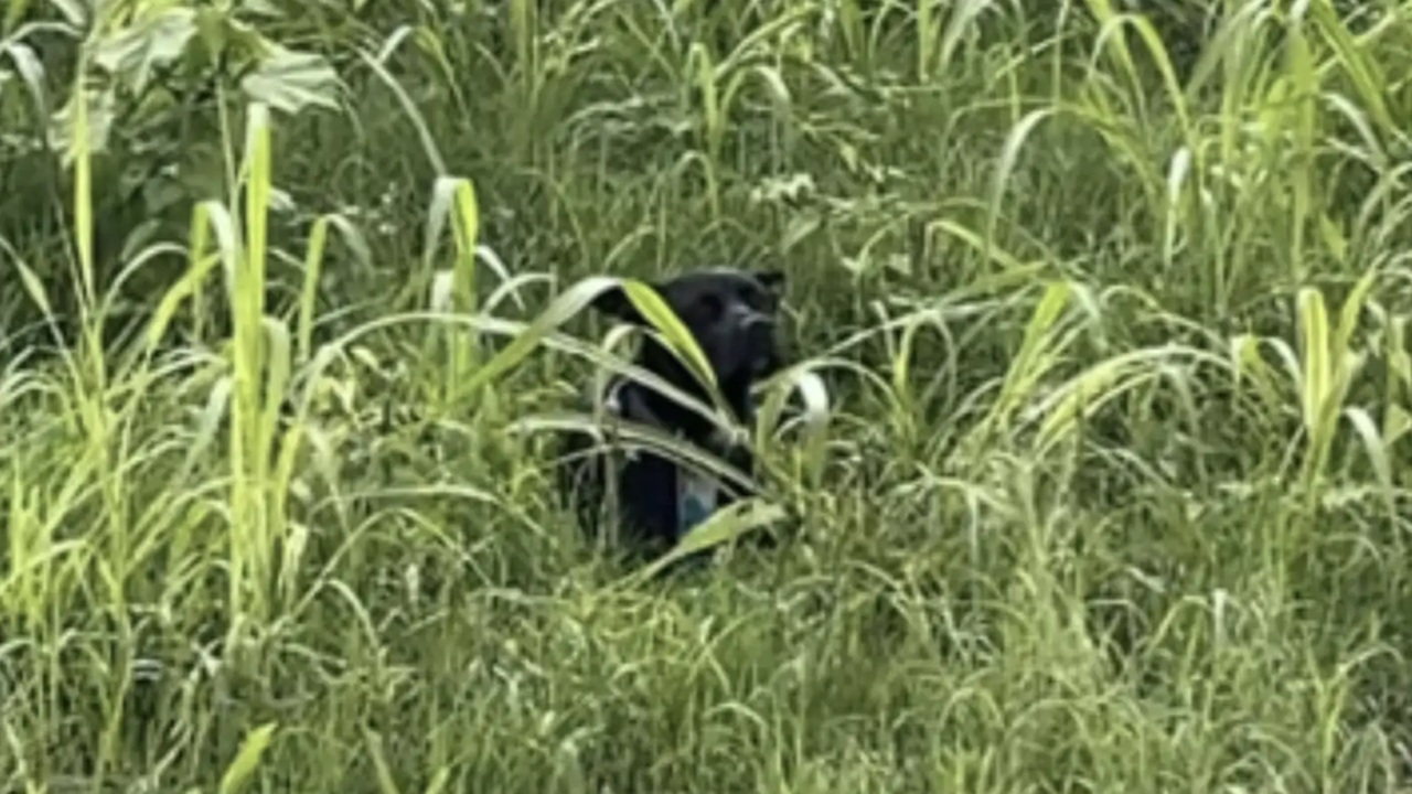Cane trovato tremante vicino all'autostrada
