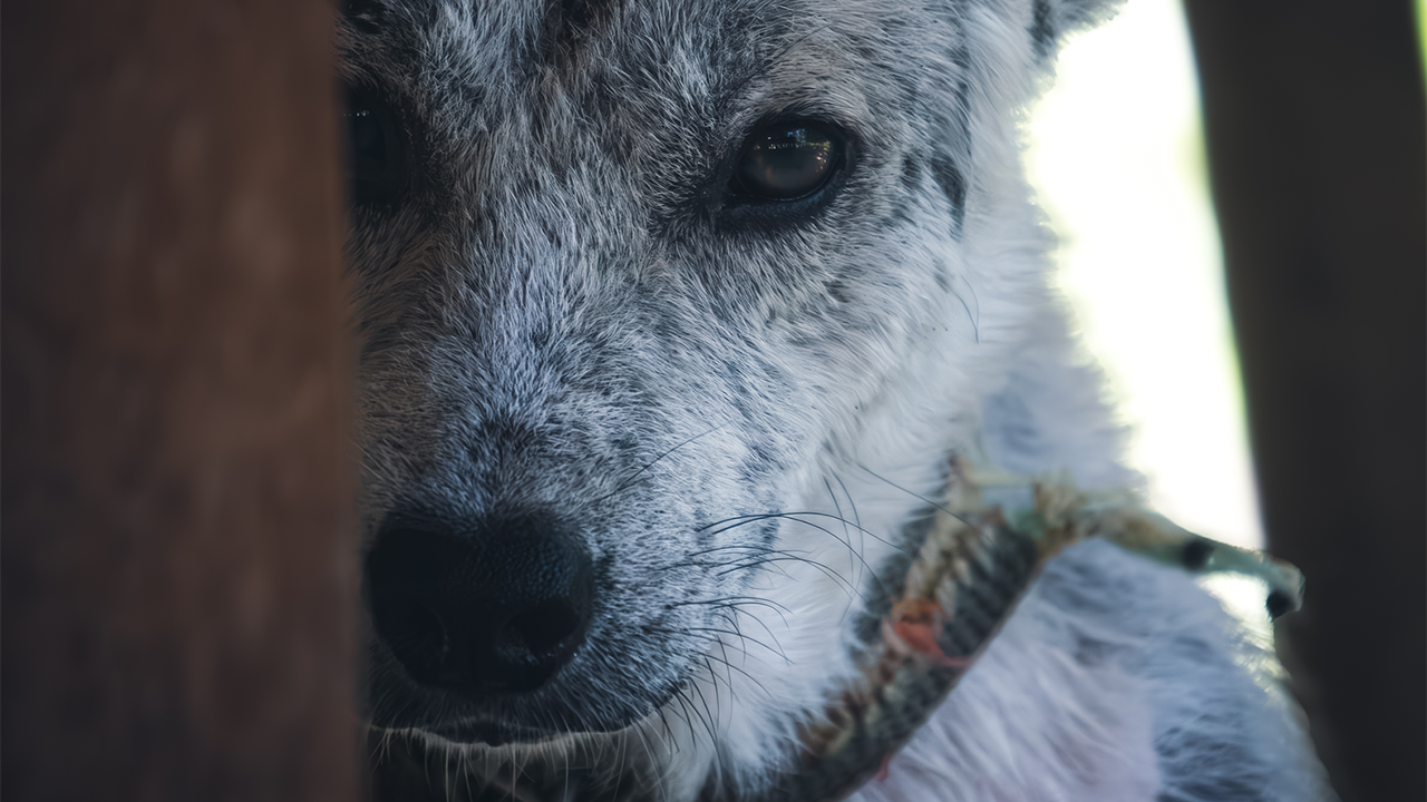 cane senza casa