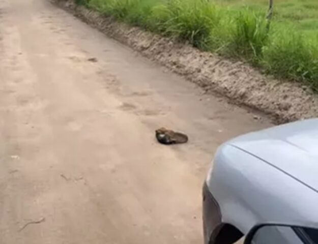 Cani abbracciati in mezzo al nulla: la loro storia ha fatto piangere tutti