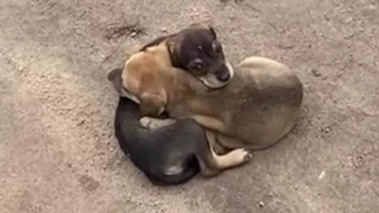 Cani abbracciati in mezzo al nulla