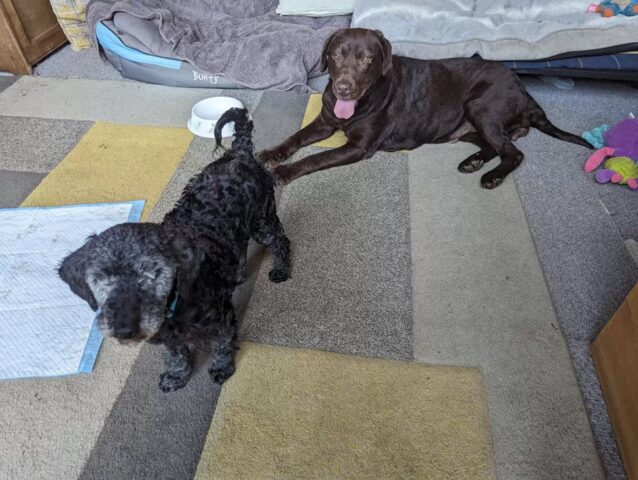 Cani migliori amici trovati senza pelliccia e depressi