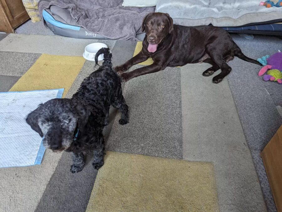 Cani migliori amici trovati senza pelliccia e depressi
