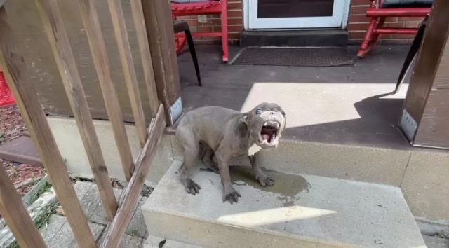 Cucciolo immobile sulla veranda: com’è finito in quella casa?