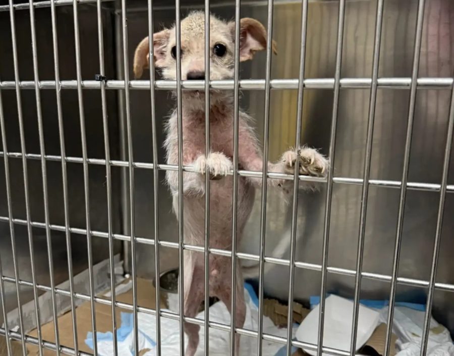 Cucciolo salvato dalla lista dell’eutanasia: bambina piange di gioia